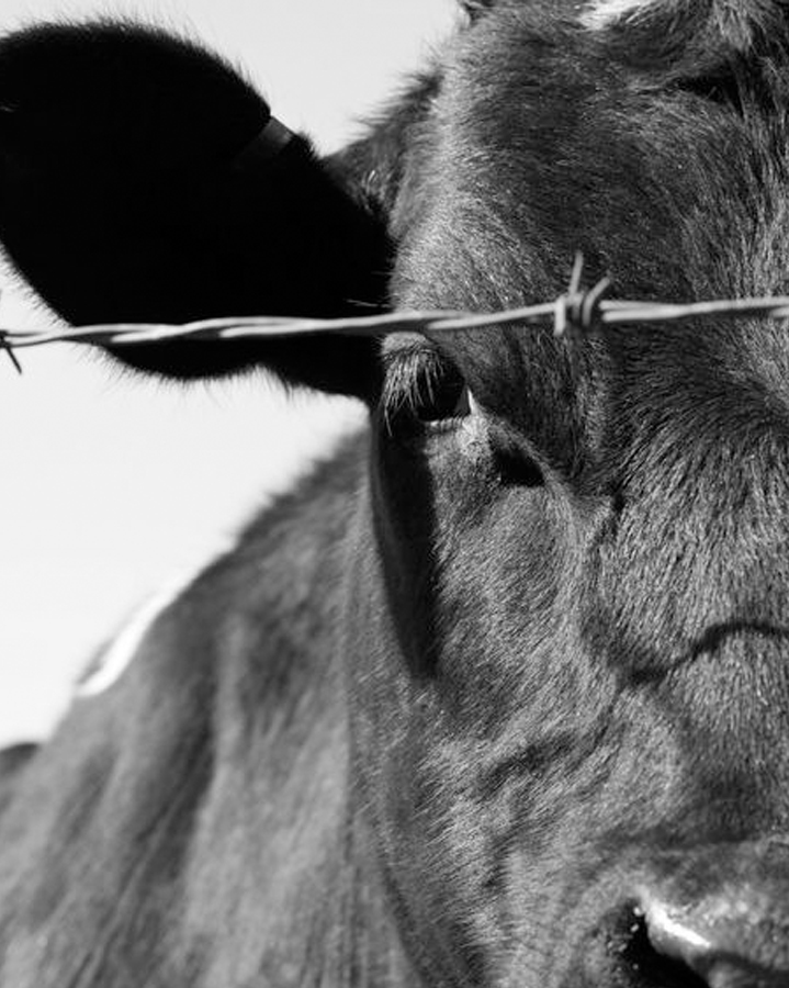 Barbed Wire Cow