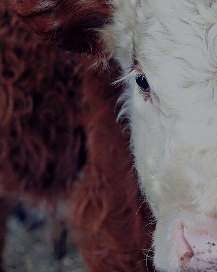cow-up-close